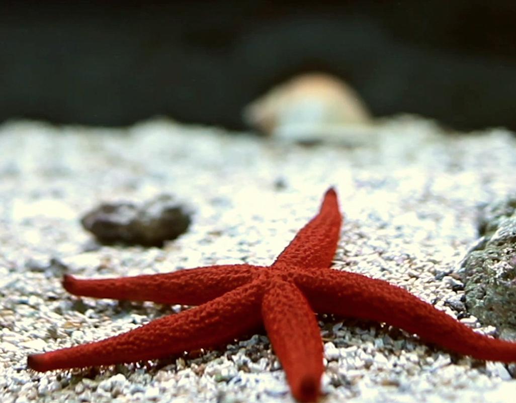 Regeneration - Starfish - Carol Sanford